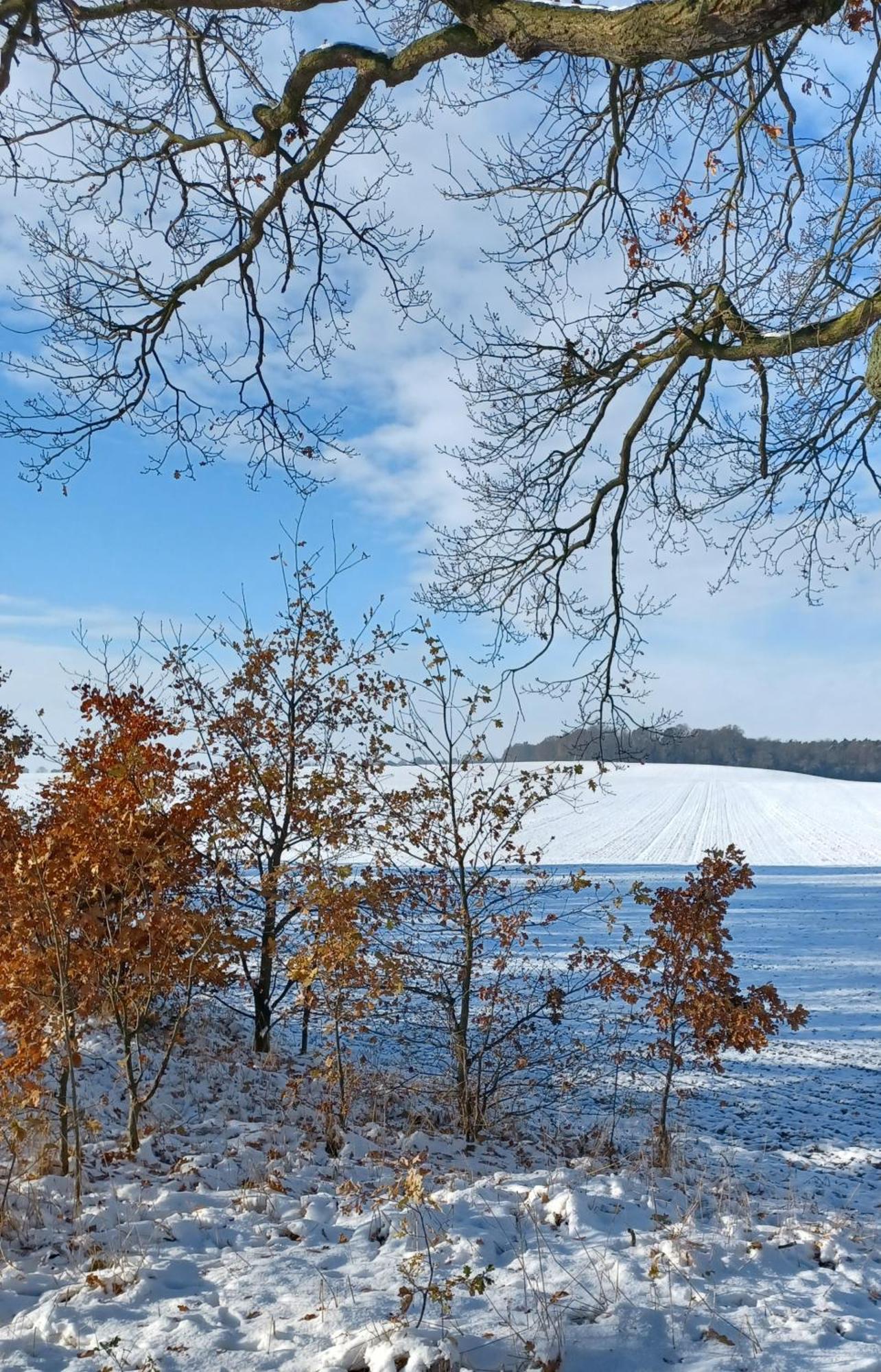 Waldblick Villa Cavertitz ภายนอก รูปภาพ